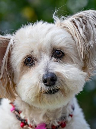 5 Common Health Problems in Puppies Every Dog Owner Should Know About