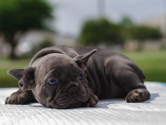 5 Essential Tips for Puppy Care Every Pet Owner Should Know