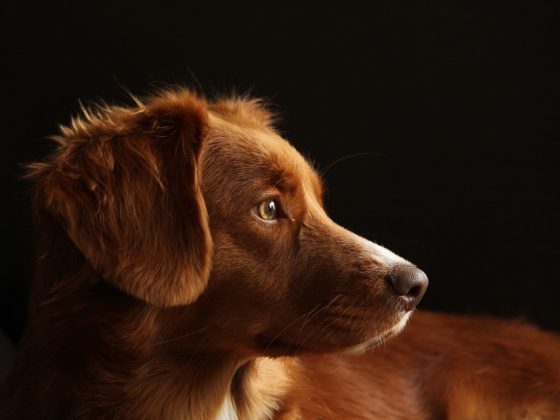 A Closer Look at the Health and Temperament of Purebred Dog Breeds