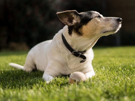 Bigger is Better: The Benefits of Owning a Large Breed Dog