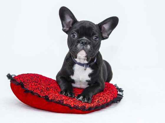 Breaking Down the Cost of Pet Care: Budgeting for Your Dog’s Health