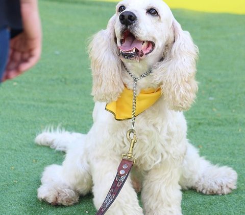 Enhancing Communication with Your Canine Companion: The Role of Training Collars