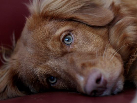 Expert Advice for Raising and Training Your New Puppy