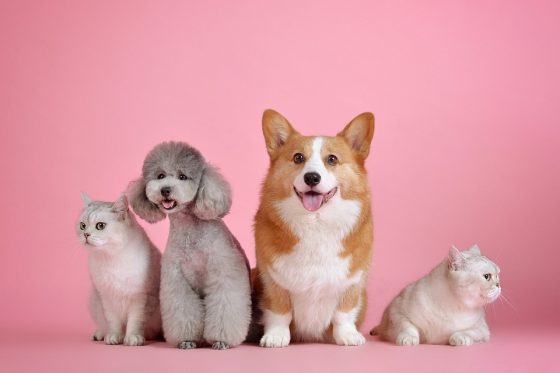 Expert Advice on Creating a Healthy Routine for Your Dog