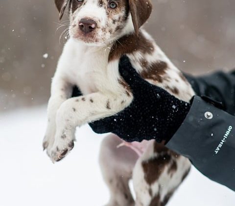 Expert Tips for Responsible Puppy Care