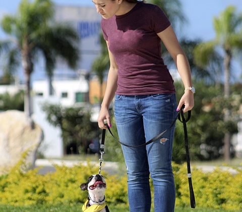 Finding the Right Dog Training Collar: Tips and Recommendations