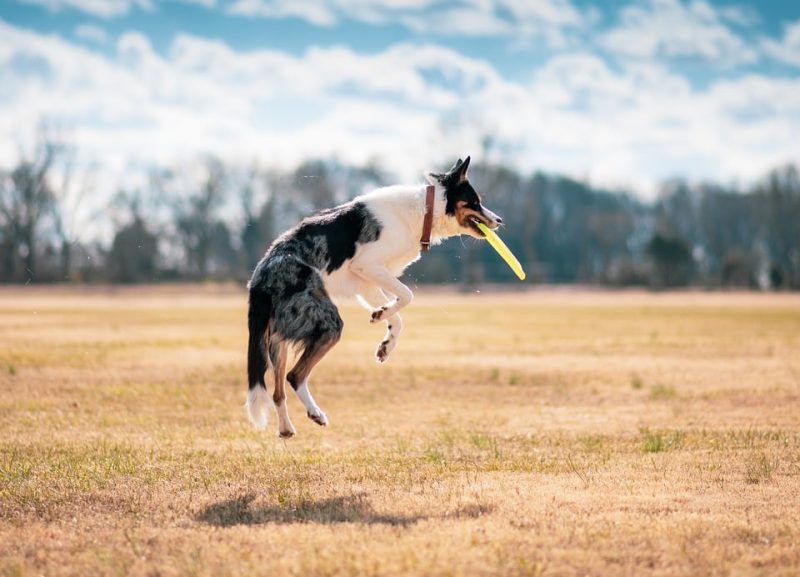 From Beaches to Mountains: Unleashing the Fun of Dog Travel From Beaches to Mountains: Unleashing the Fun of Dog Travel