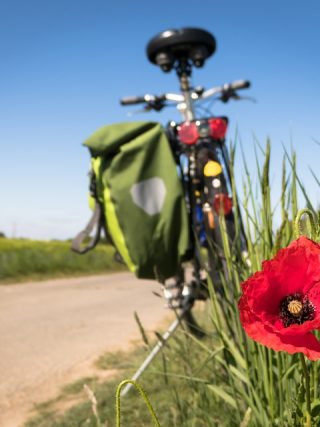 Grooming Essentials for a Healthy, Happy Puppy