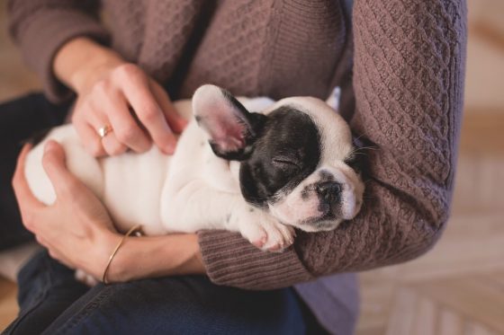 How to Create a Safe and Loving Environment for Your Puppy