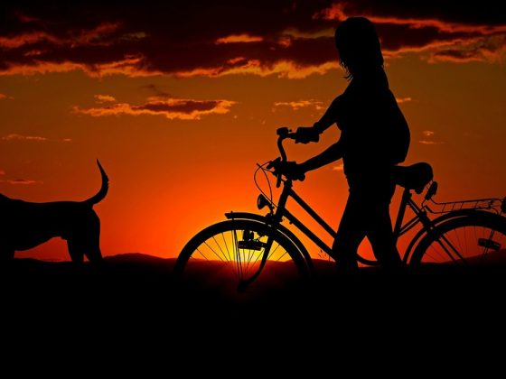 How to Pack the Perfect Dog Travel Bag for Your Next Adventure