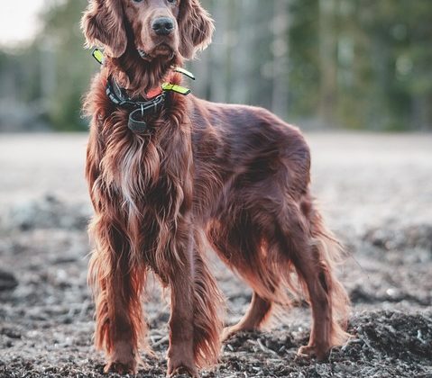 How to Safely and Effectively Use a Dog Training Collar for Obedience Training