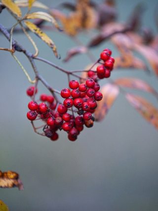 Simple Ways to Keep Your Dog in Optimal Health