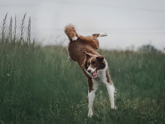 The Best Small Dog Breeds for First-Time Owners