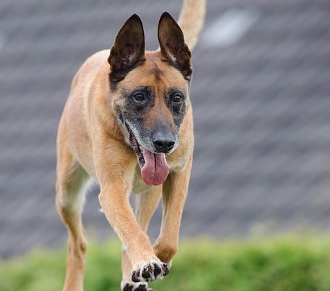 The Controversy Surrounding Dog Training Collars: Debunking Myths and Misconceptions