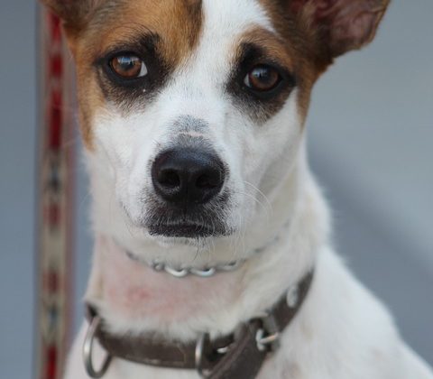 The Do’s and Don’ts of Puppy Training