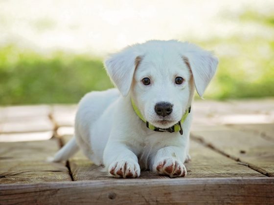 The Hottest Dog Accessories Every Pet Parent Needs to Know About