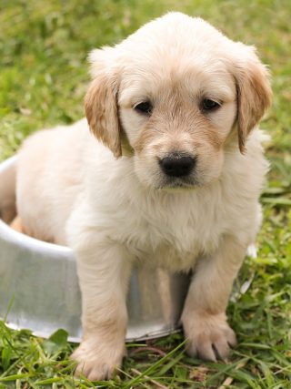 The Role of Mental Health in Your Dog’s Physical Well-Being