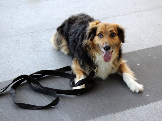 The Science of Training Your Furry Friend: A Guide to Positive Reinforcement