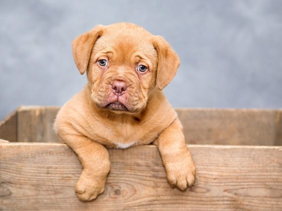 Top 10 Ways to Keep Your Dog Healthy and Happy