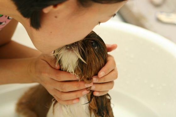 Top 5 Puppy Care Tips for First-Time Dog Owners