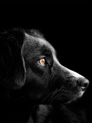 Understanding Common Health Issues in Dogs and How to Prevent Them