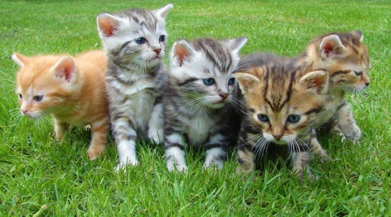 Feline Finds: Must-Have Accessories for Your Purrfect Pal! Feline Finds: Must-Have Accessories for Your Purrfect Pal!