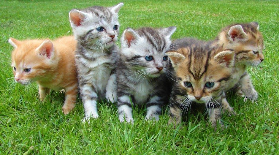 Essential⁤ Daily ‍Routines for a happy Feline