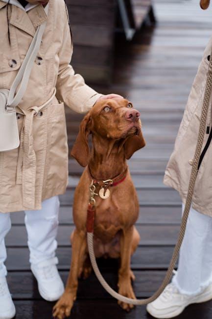 barking⁣ Up the‌ Right Tree:⁣ Essential Travel Tips for Dog Owners