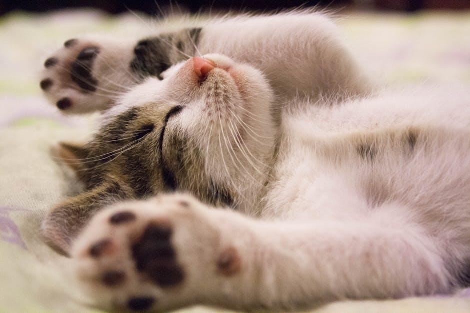 Fabulous Fashion: Cute Outfits and Costumes Your Cat Will Rock
