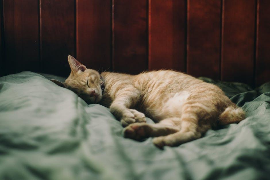 The Purr-fect bed for Sweet Dreams