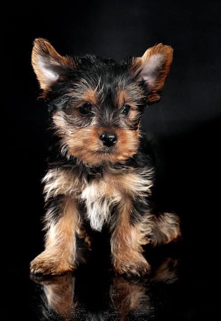 Nailing the Basics of puppy Training