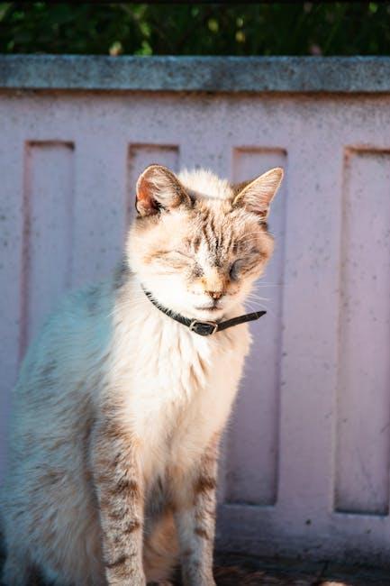 stylish Cat Collars: Fashionable Finds for Your Furry Friend