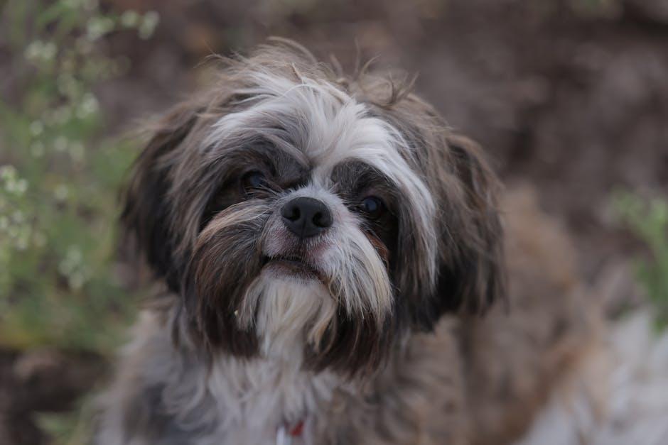 Fun Activities to Keep Your Pup Healthy and Engaged