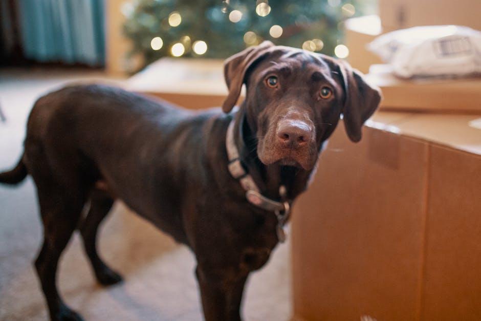 Getting Started with Your New Furry Friend