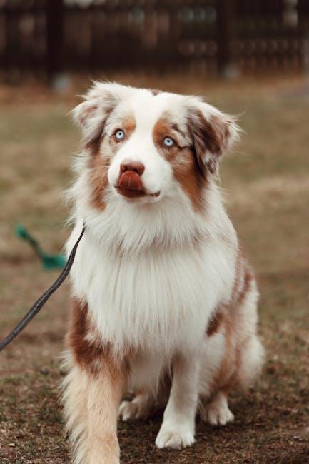 Unleash the Fun: The Best Dog Training Videos to Try!