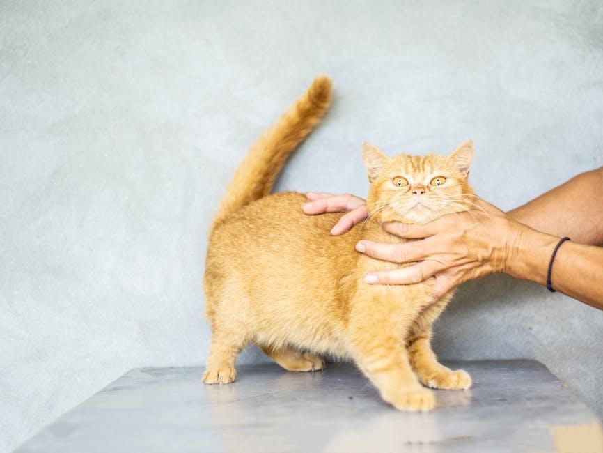 Purr-fect Cat Care Tips Every Cat Parent Should Know!