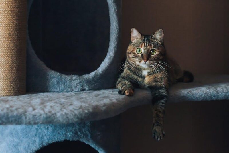 Your Purr-fect Guide: Cat Care Tips for Newbies! Your Purr-fect Guide: Cat Care Tips for Newbies!