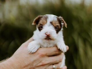New Pup Parents Unite: Your Ultimate Puppy Care Guide!