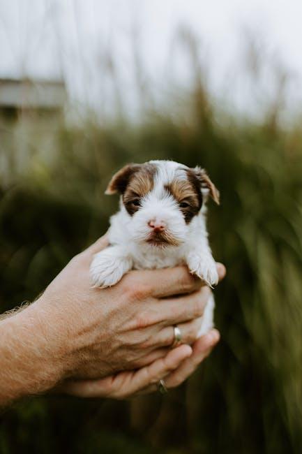 New Pup Parents Unite: Your Ultimate Puppy Care Guide! New Pup Parents Unite: Your Ultimate Puppy Care Guide!