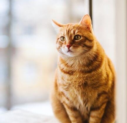 Got a New Cat? Essential Care Tips for Feline Newbies!