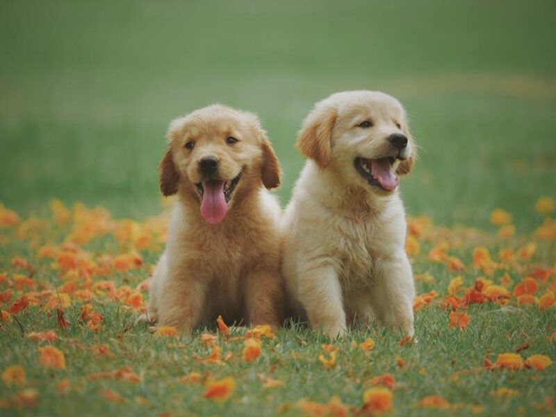 Paw-some Dog Accessories Your Pup Will Love! Paw-some Dog Accessories Your Pup Will Love!