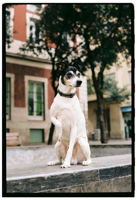 The Purrfect Collar: Style Meets Safety for Your Furry Friend