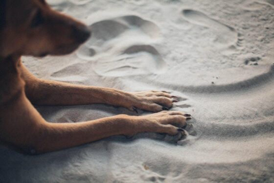 Paws and Planes: Dog Travel Reviews You Can Trust!