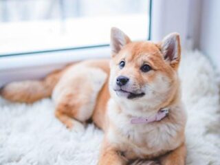 Top Paw-some Dog Accessory Gifts Your Pup Will Love!