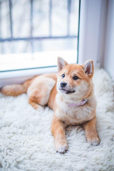Top Paw-some Dog Accessory Gifts Your Pup Will Love!