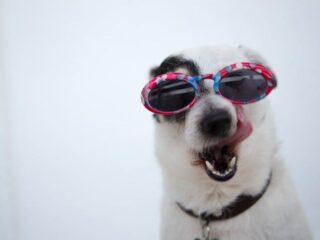 Must-Have Dog Accessories to Snazz Up Your Home Sweet Home!