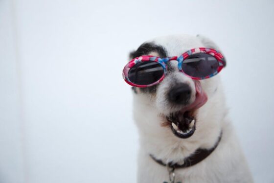 Must-Have Dog Accessories to Snazz Up Your Home Sweet Home!