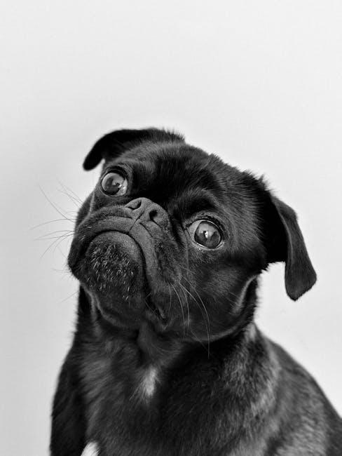 Paw-sitive Adventures: Honest Dog Travel Reviews You Need!