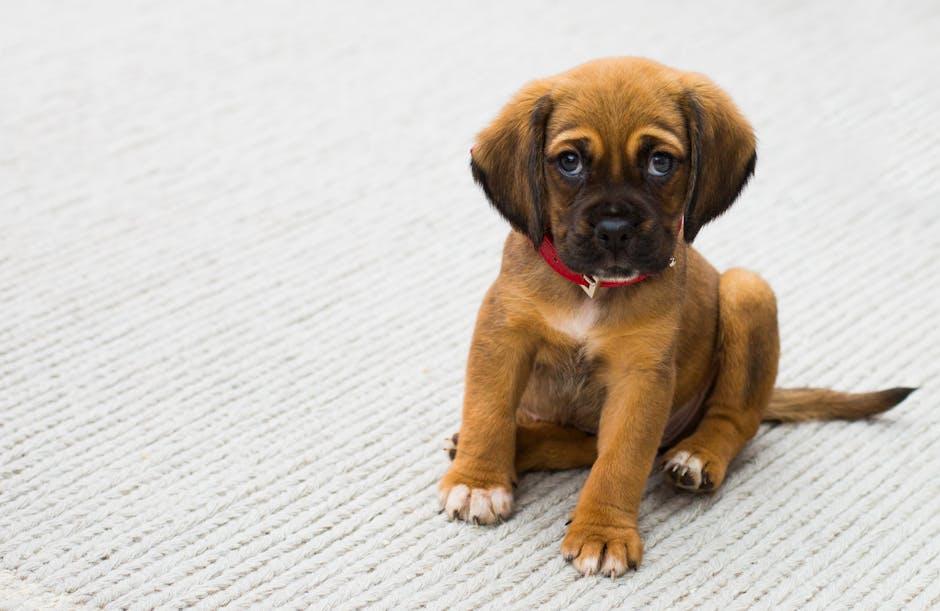Understanding Your Puppys Needs for a Happy Life