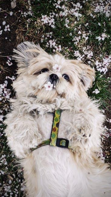 Stylish and Functional: Harnesses That Make Walks a Breeze